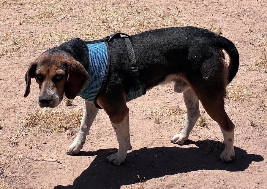 Rocky-ADOPTED 7/5/26