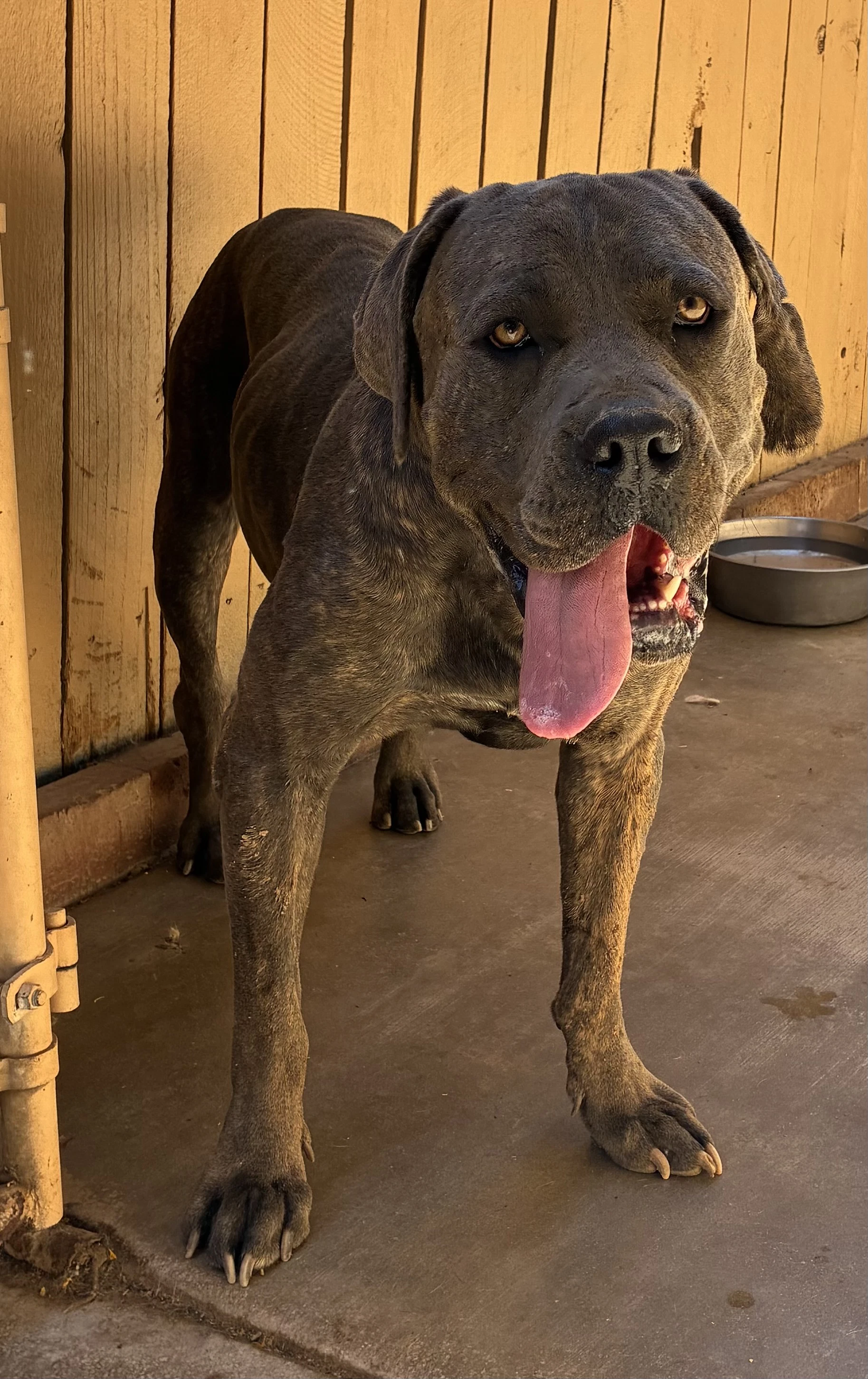 Big Boy-Fabulous Personality