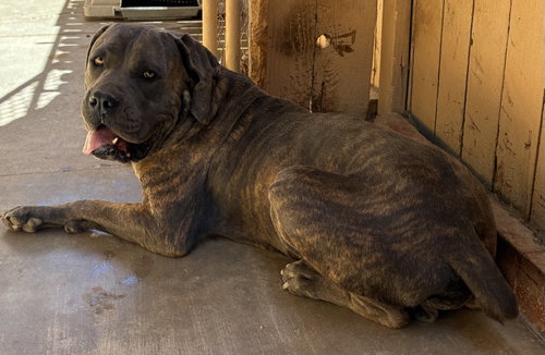 Photo 2 of Big Boy-Fabulous Personality