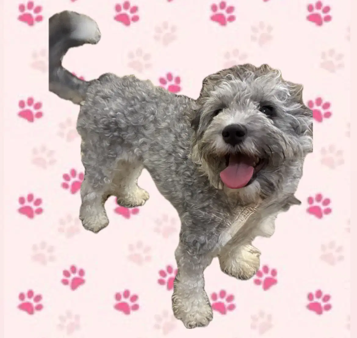 Fancy - Poodle (Miniature)