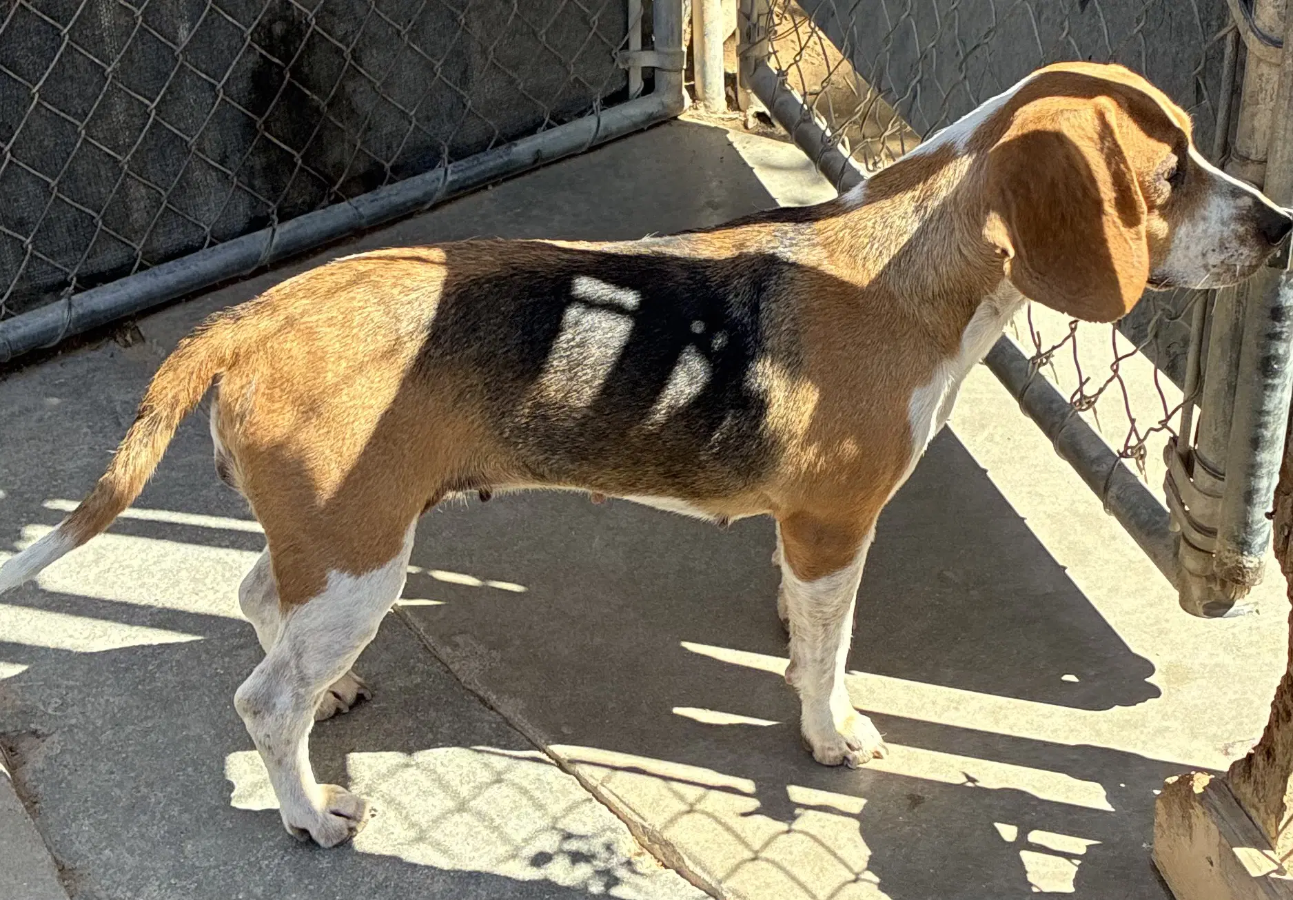 Rosie image 2