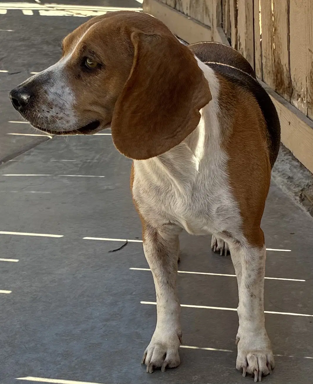 Rosie image 3