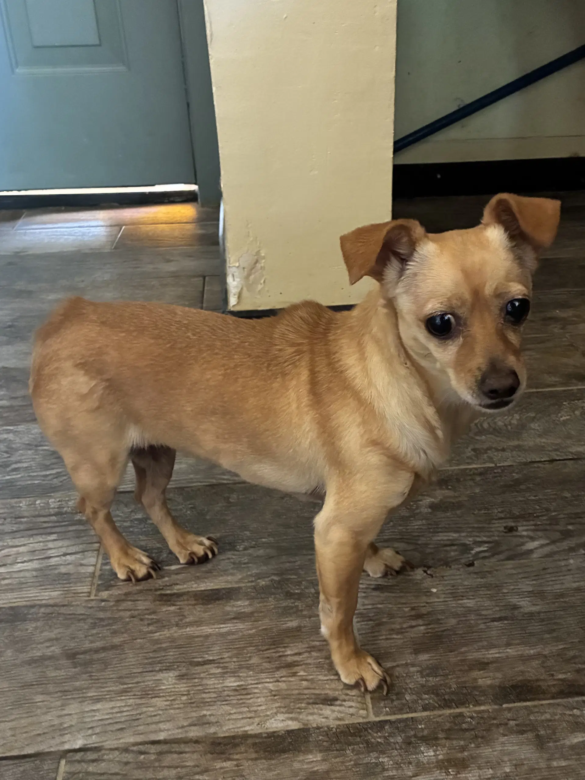 Cheagle - Chihuahua