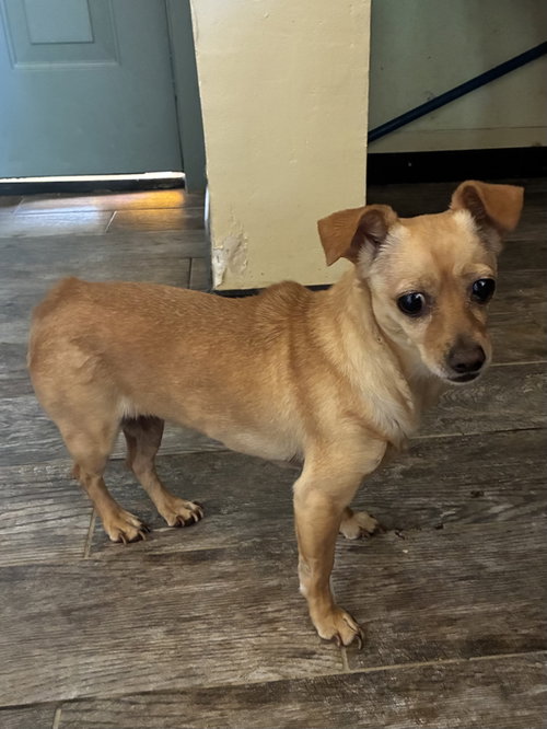 picture of the dog needing adoption