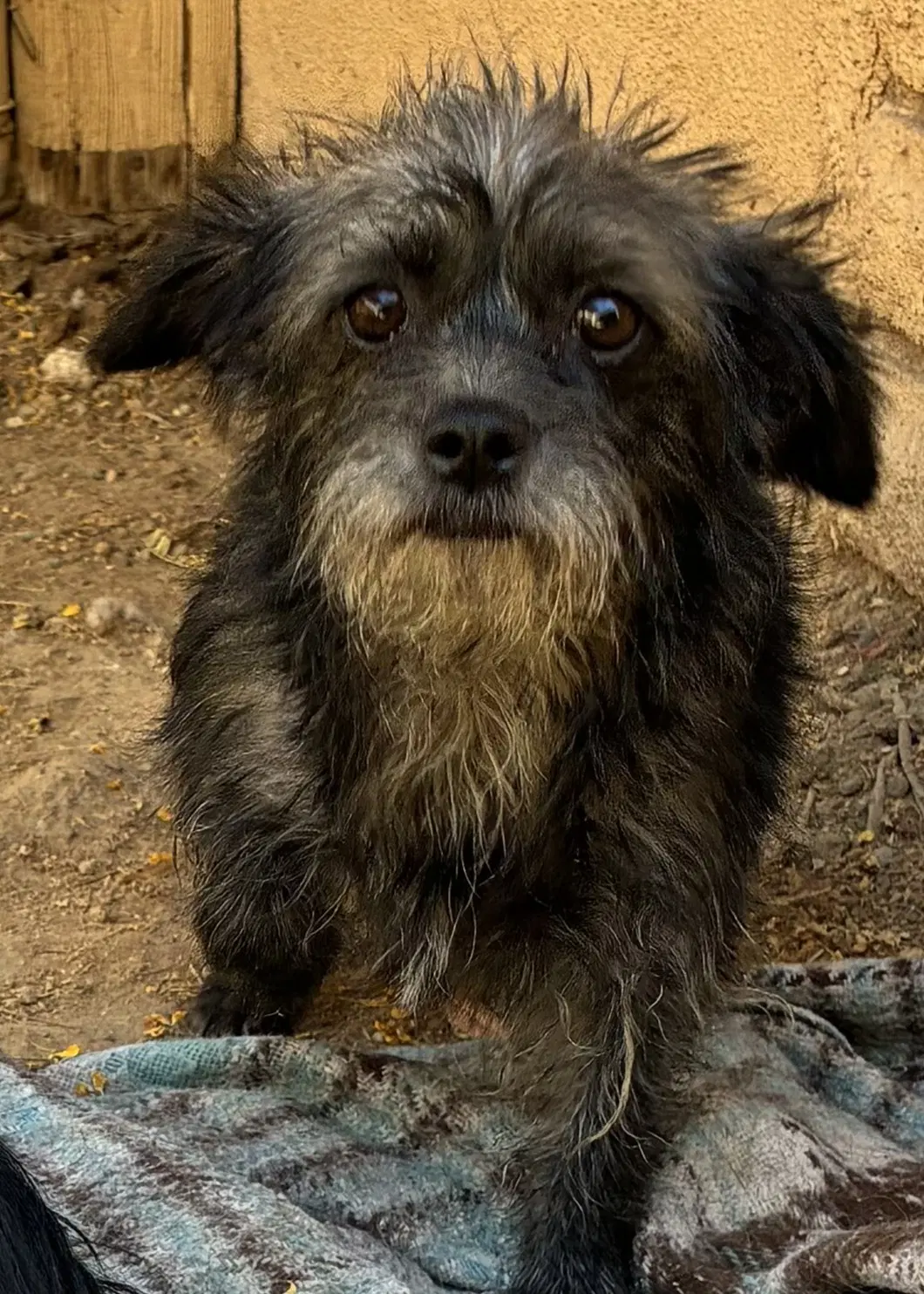 Sassy - Terrier