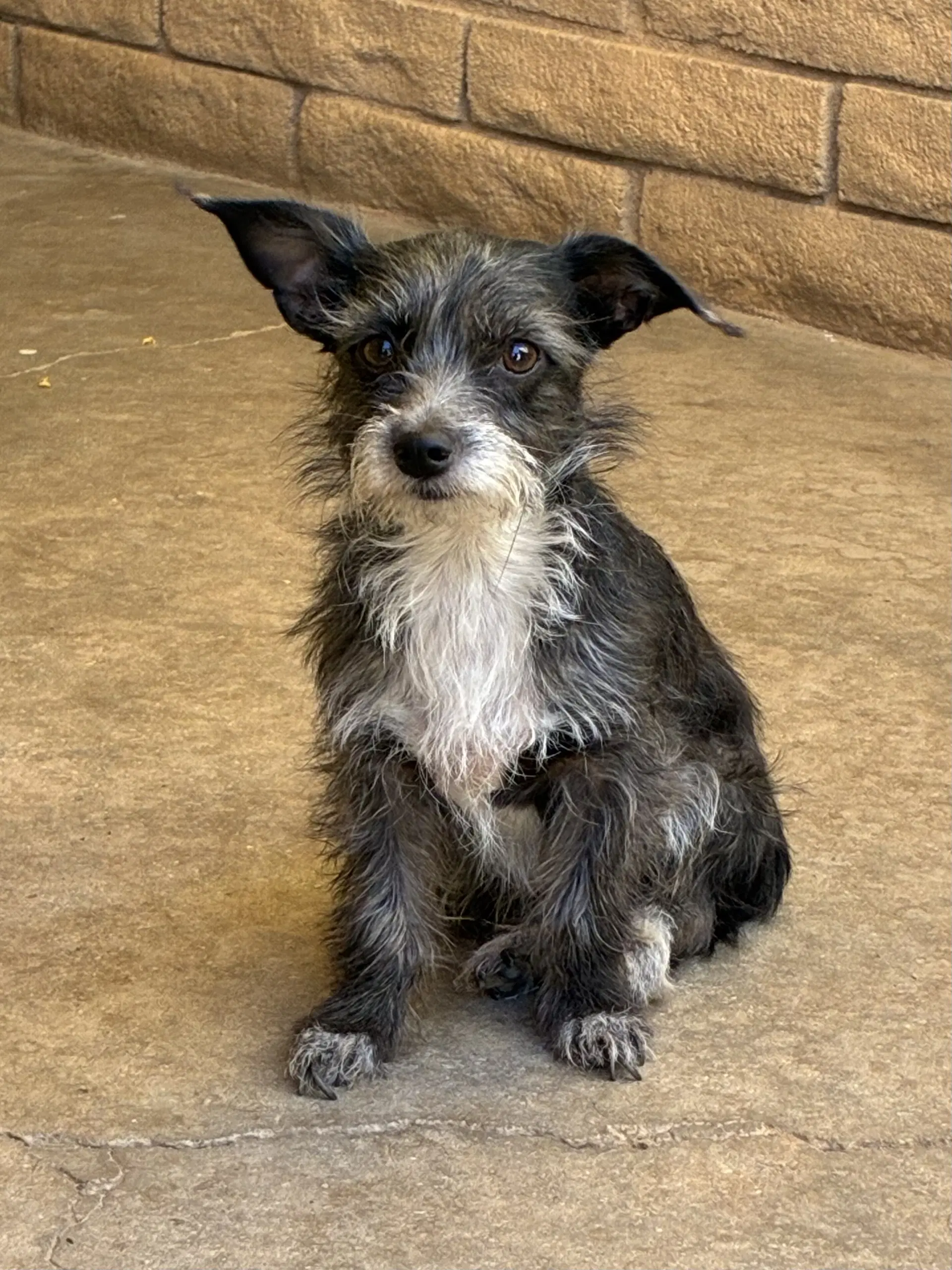 Sissy - Terrier