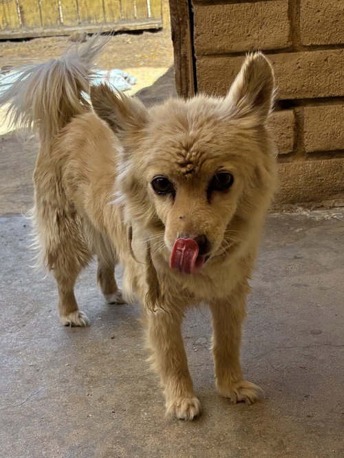 picture of the dog needing adoption