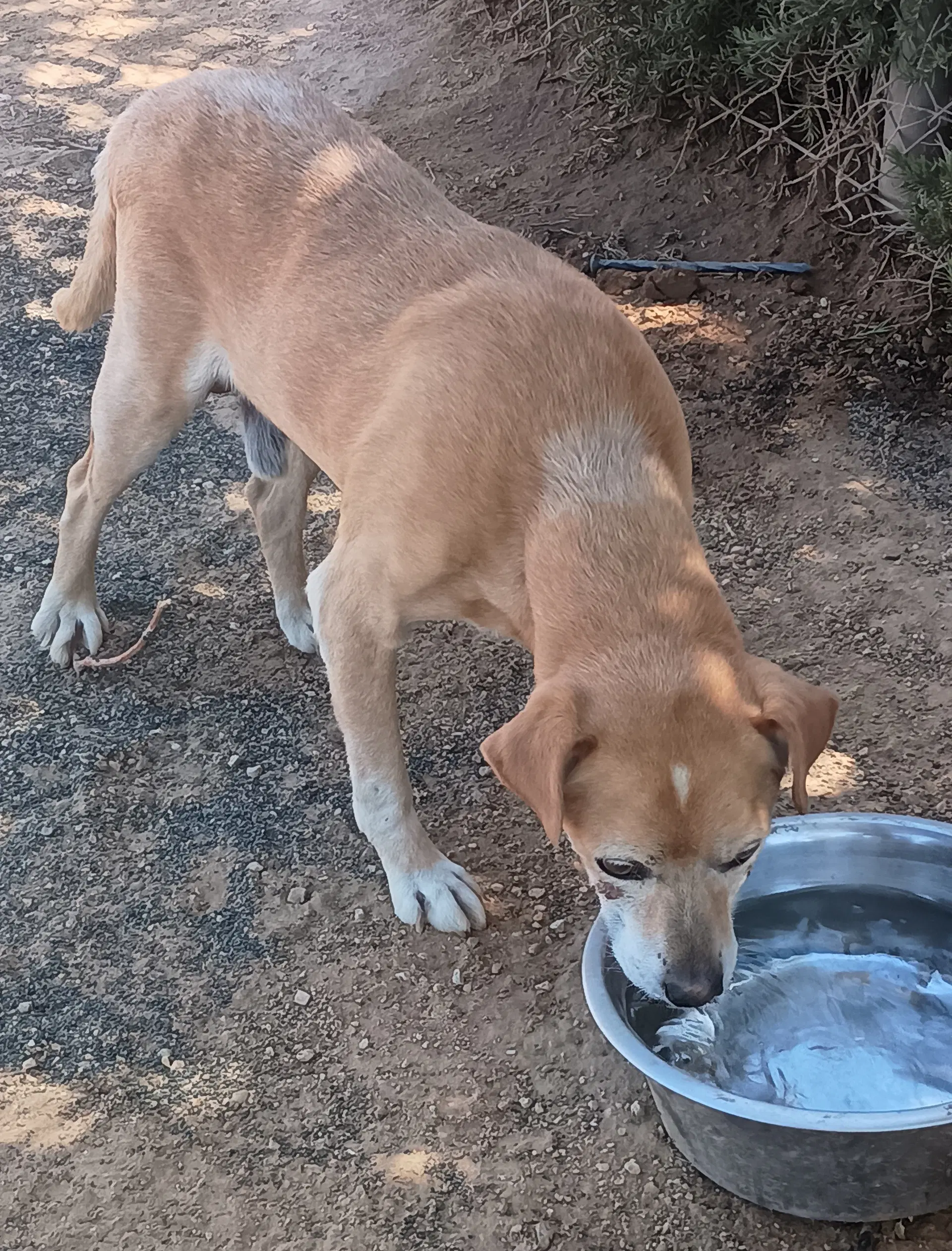 Socks-Adopted - Beagle
