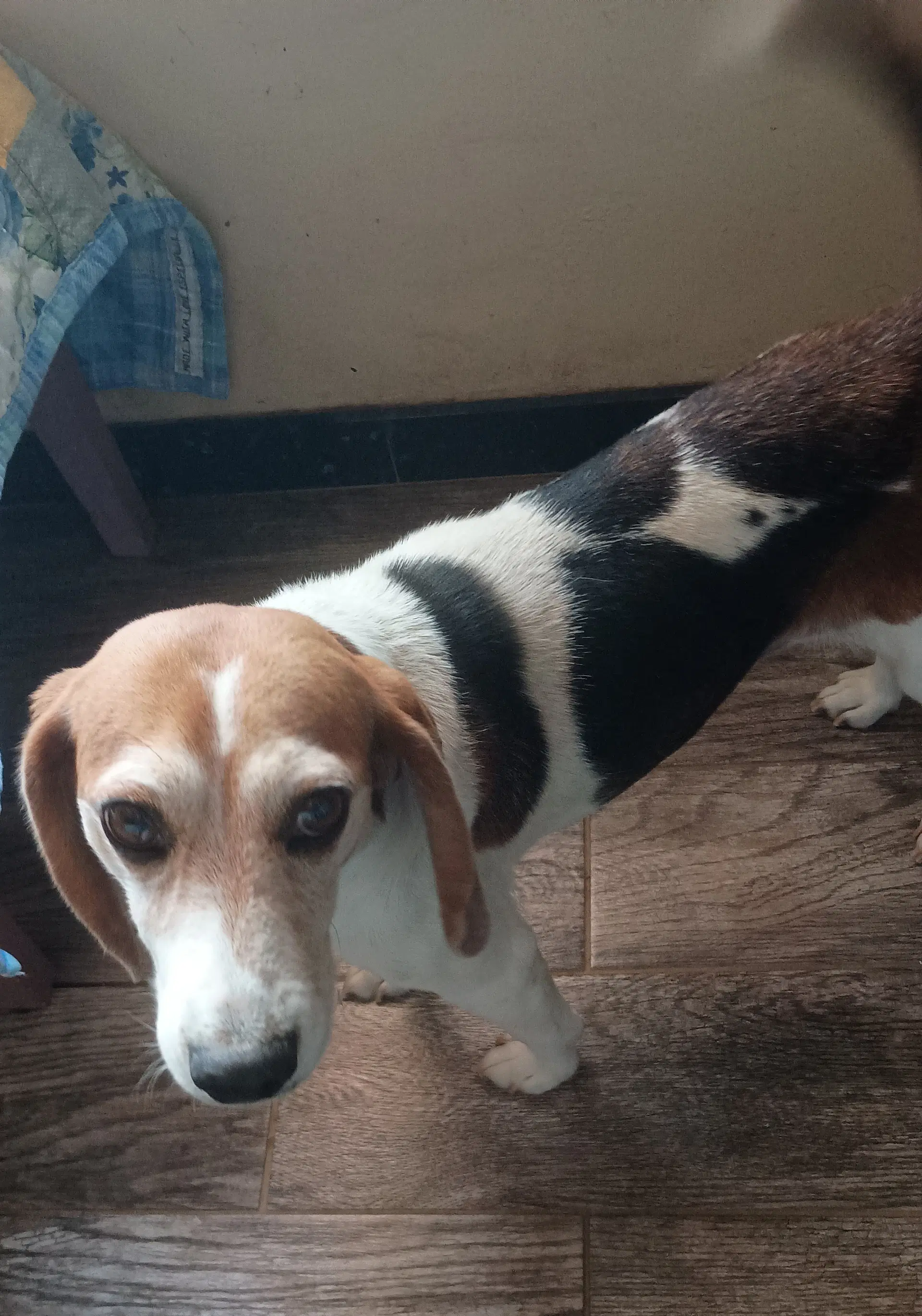Beatrice-Adopted - Beagle