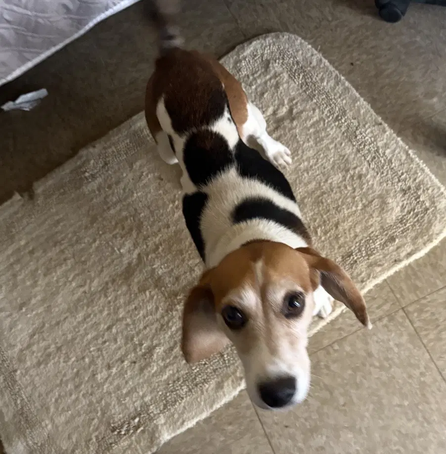 Beatrice-Adopted image 2