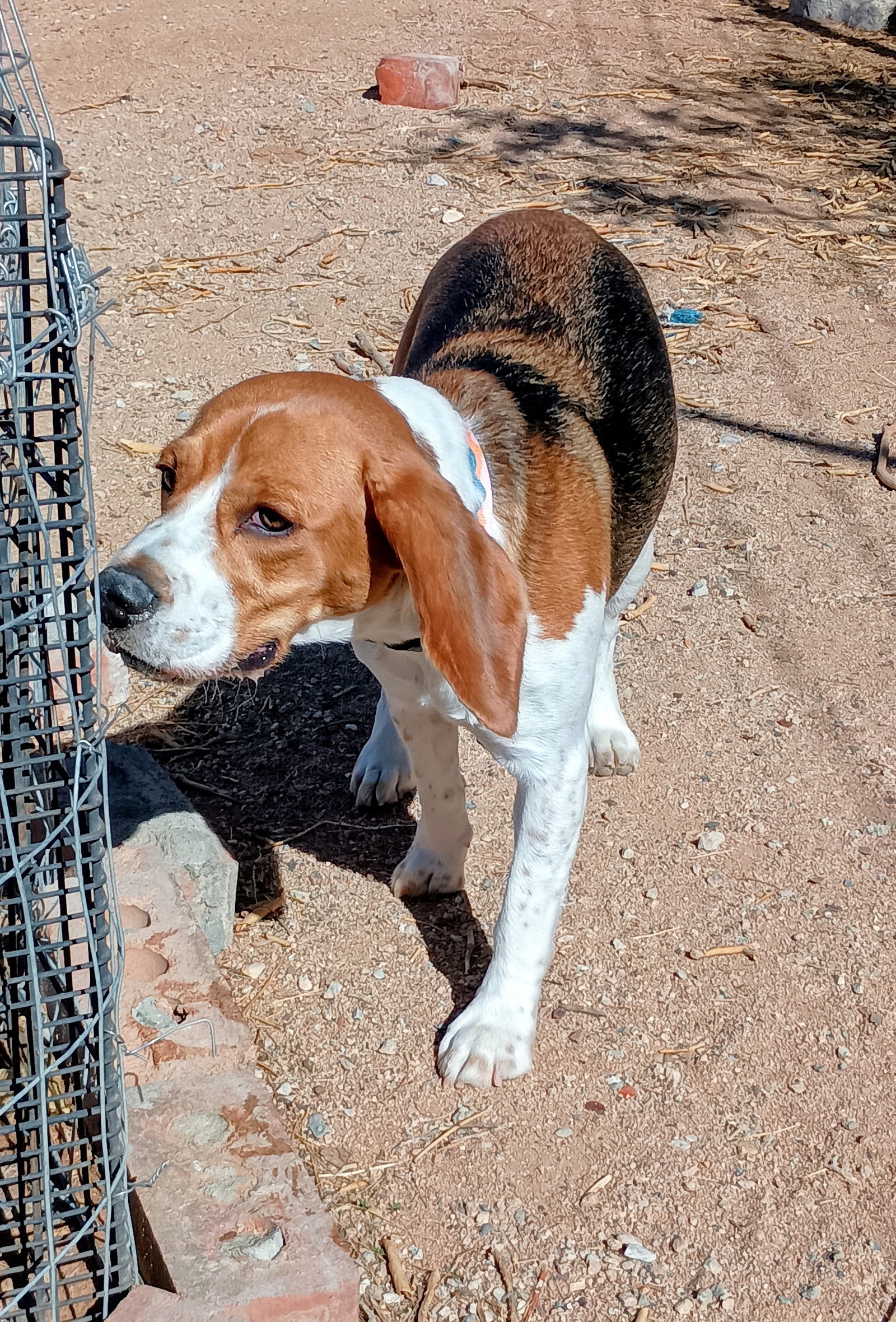 Chanel-ADOPTED 9/30/26, Beagle