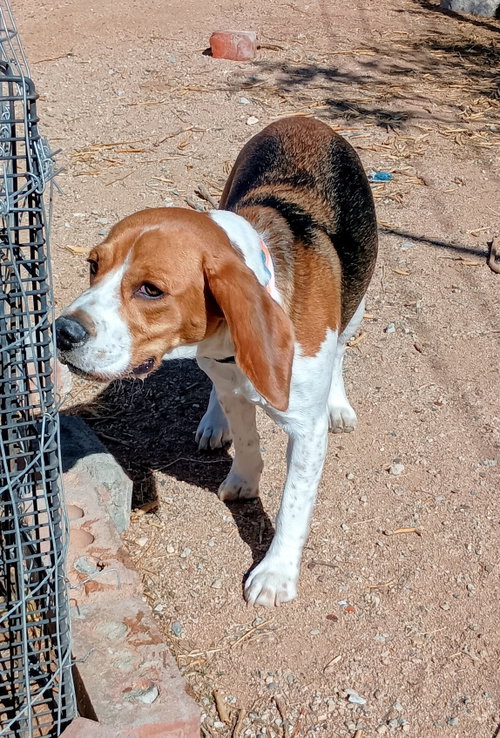 Chanel-ADOPTED 9/30/26, a dog for adoption from Beagles and Buddies