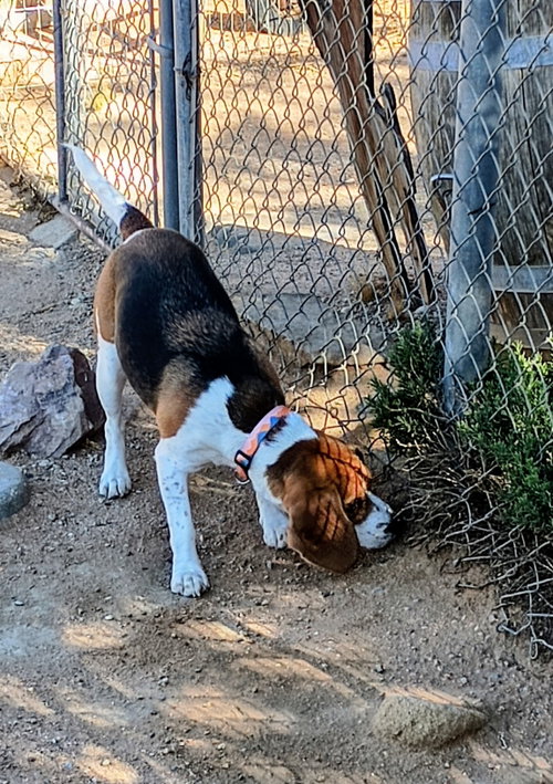 Photo 2 of Chanel-ADOPTED 9/30/26