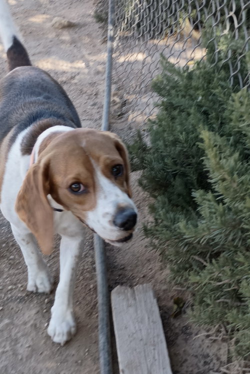 Photo 3 of Chanel-ADOPTED 9/30/26