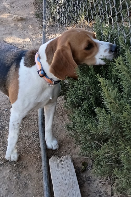 Photo 4 of Chanel-ADOPTED 9/30/26
