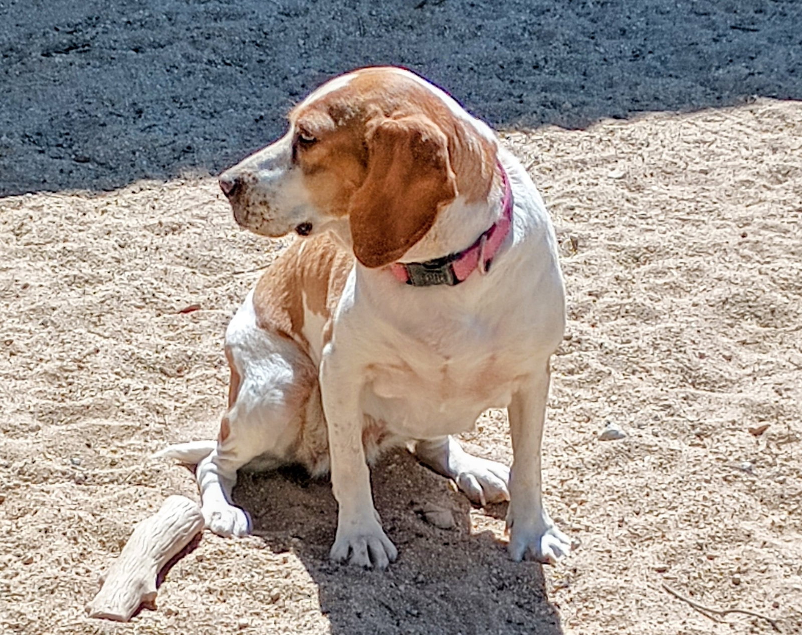 Gracie, Beagle