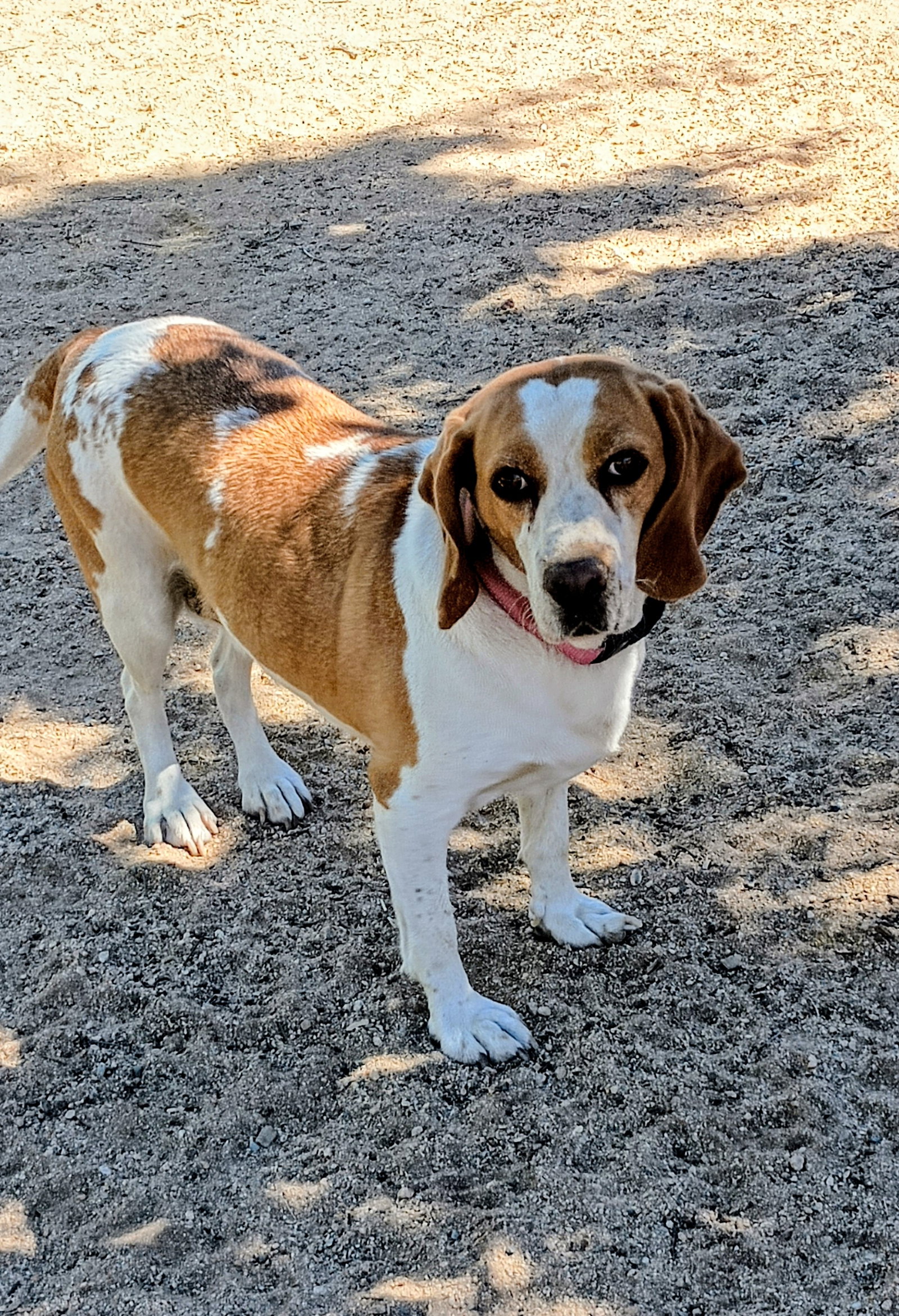 Gracie