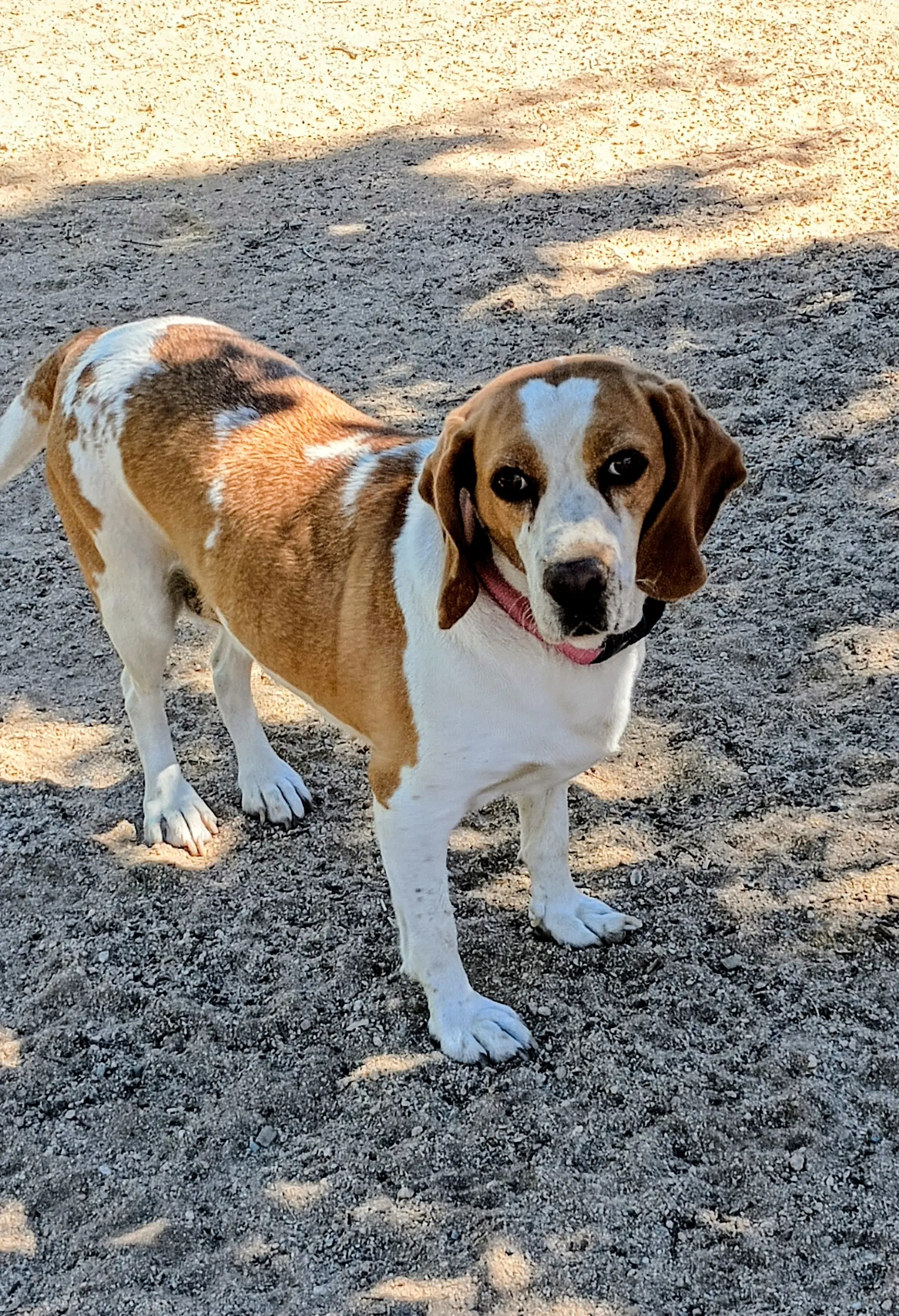 Gracie - Beagle