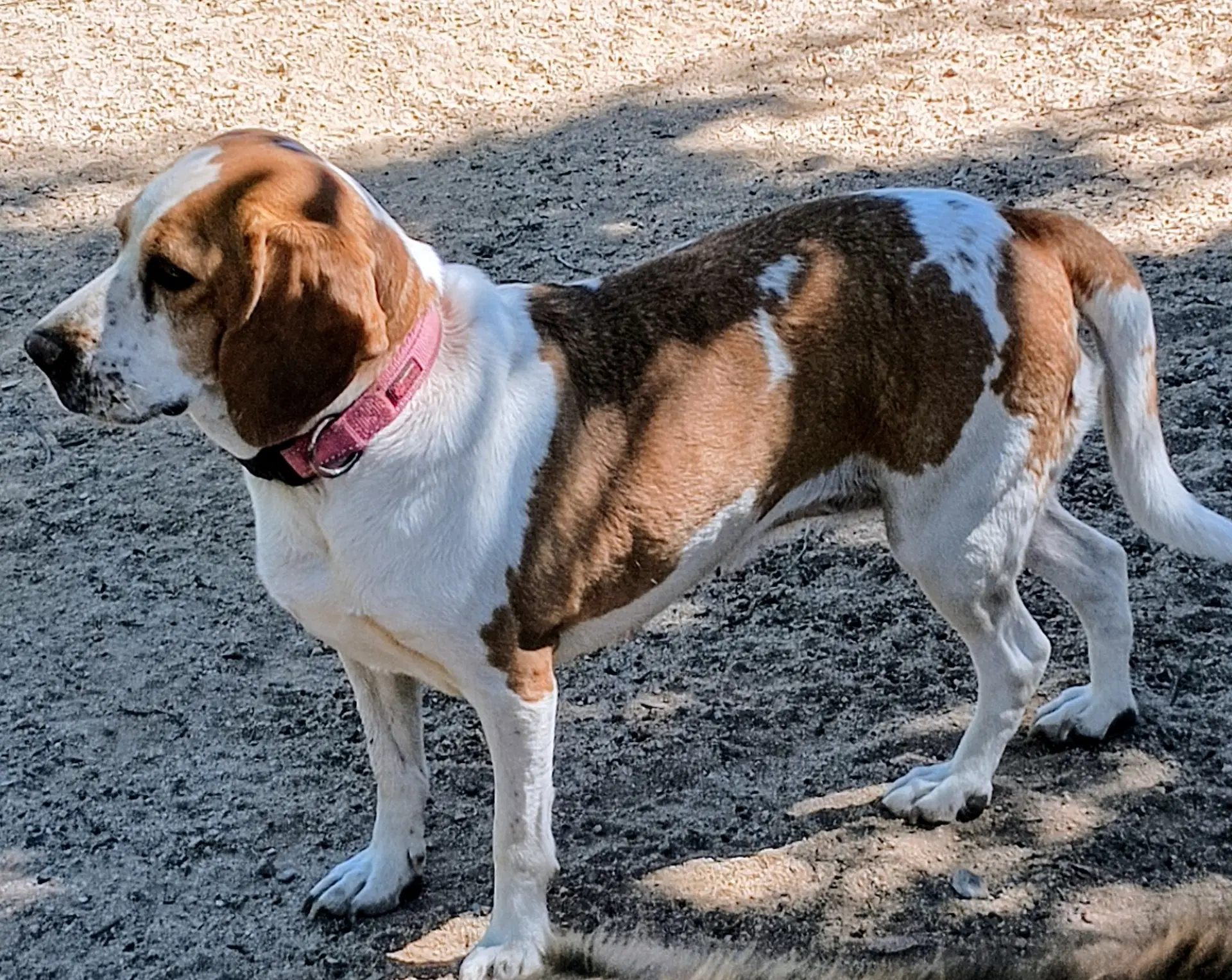 Gracie image 4