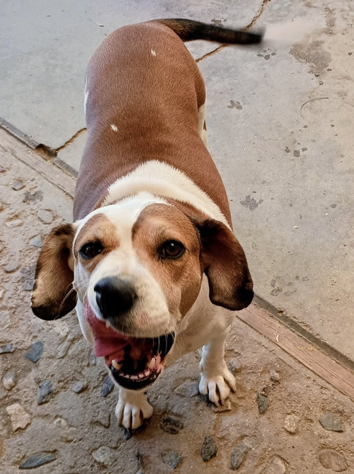Patches, a dog for adoption from Beagles and Buddies