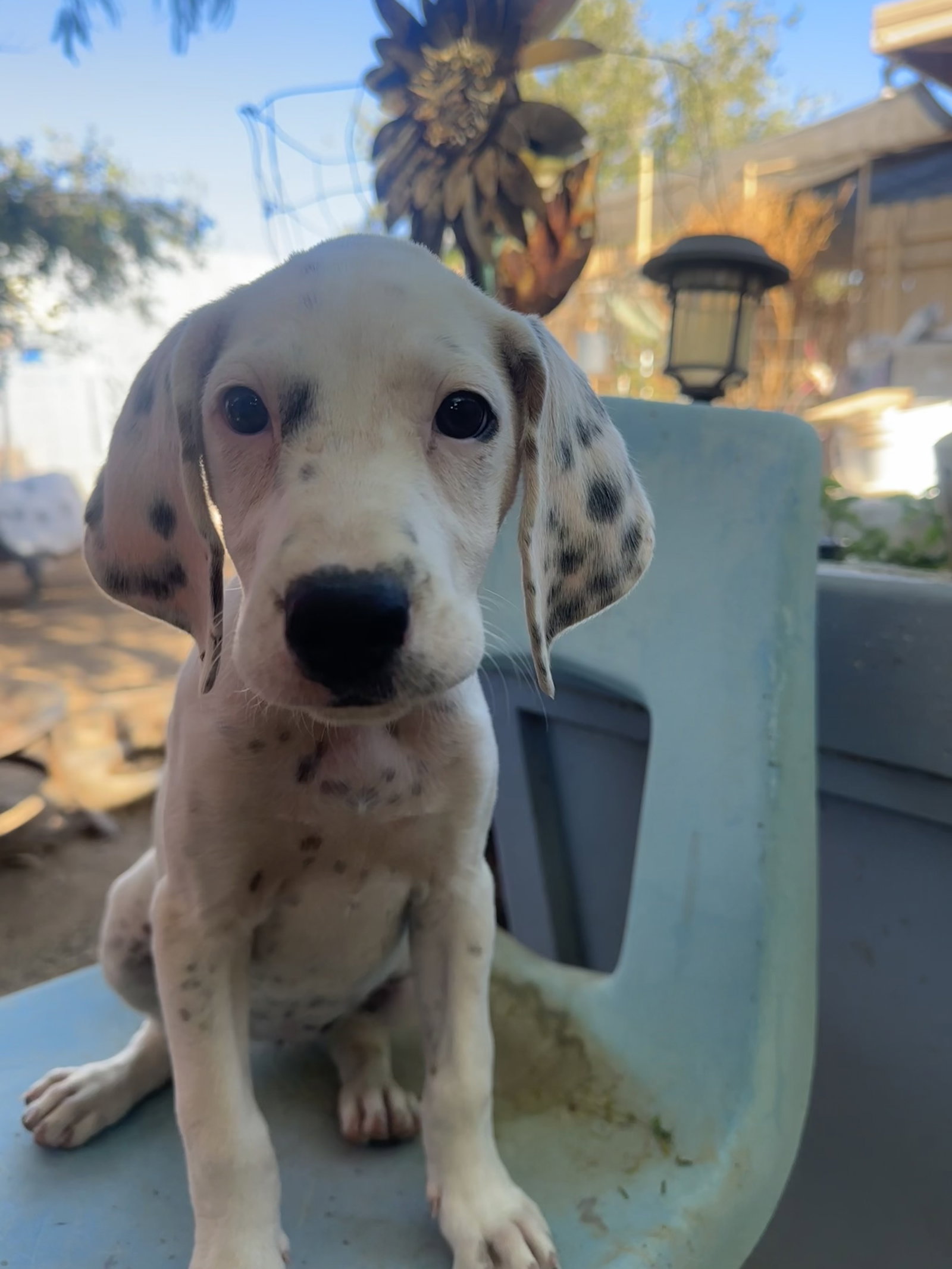 Willow, Beagle