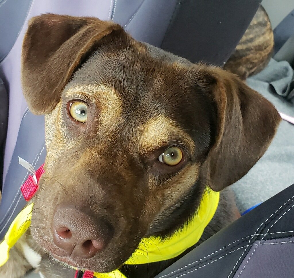 adoptable Dog in Herndon, VA named Wally