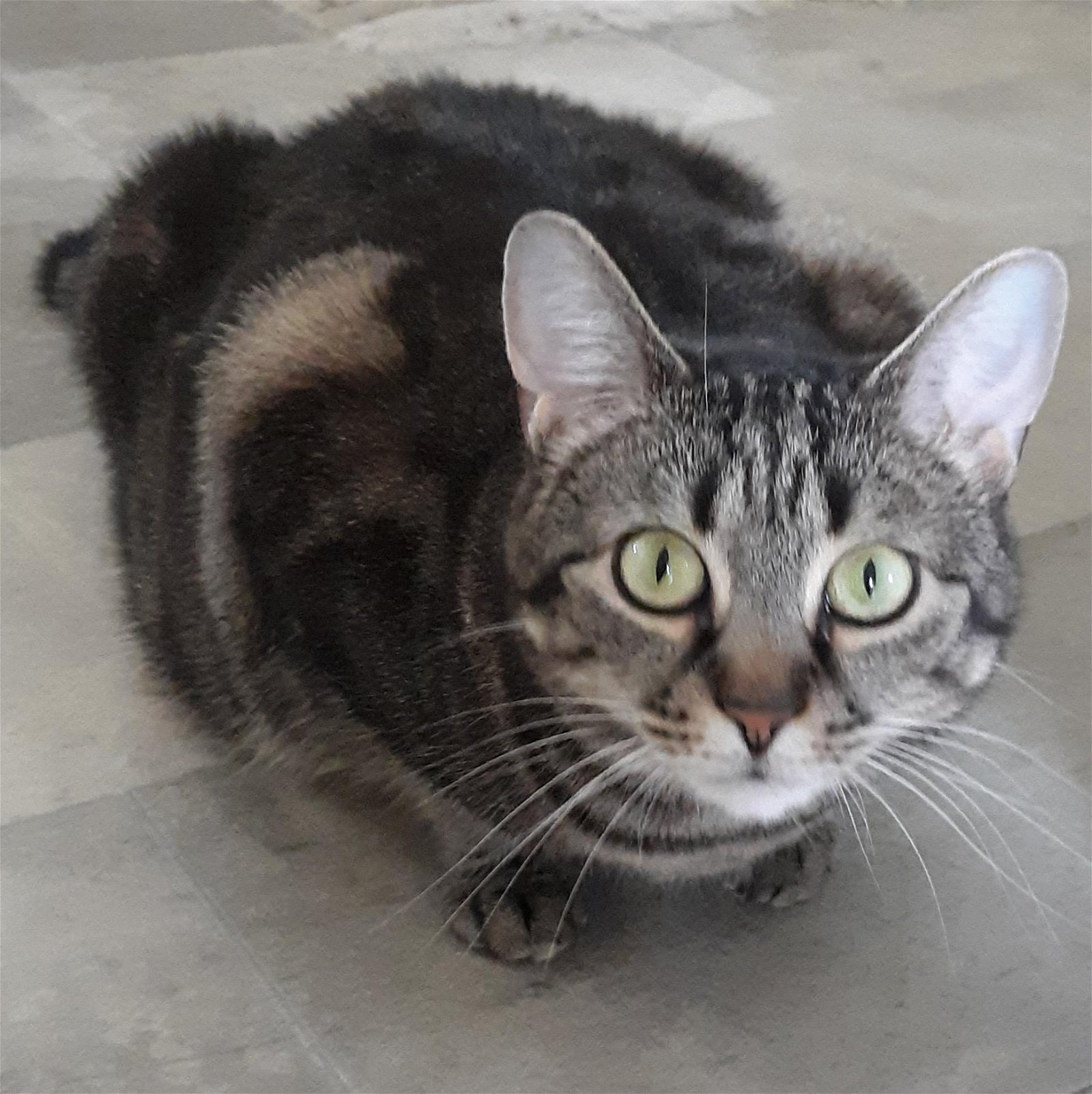 adoptable Cat in Springfield, VA named Holly FEE SPONSORED