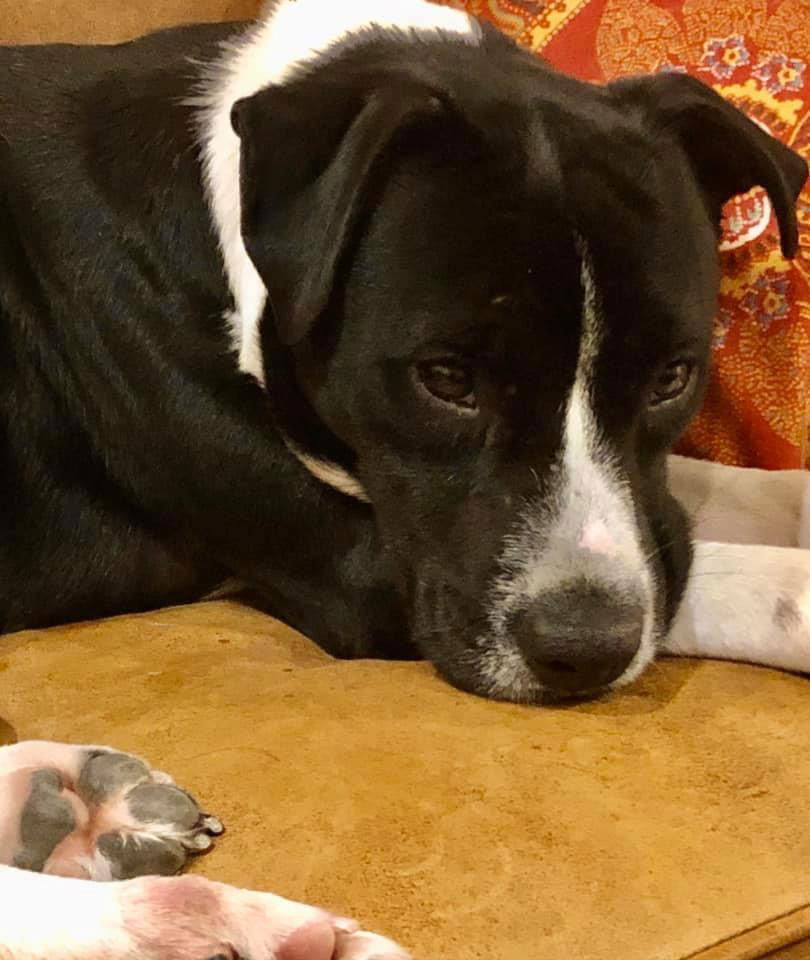 Oreo NEEDS FOSTER