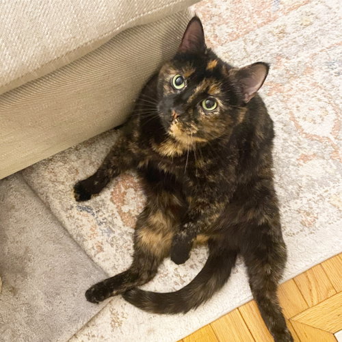 Jubilee- Foster Needed, an adoptable Domestic Short Hair in Herndon, VA