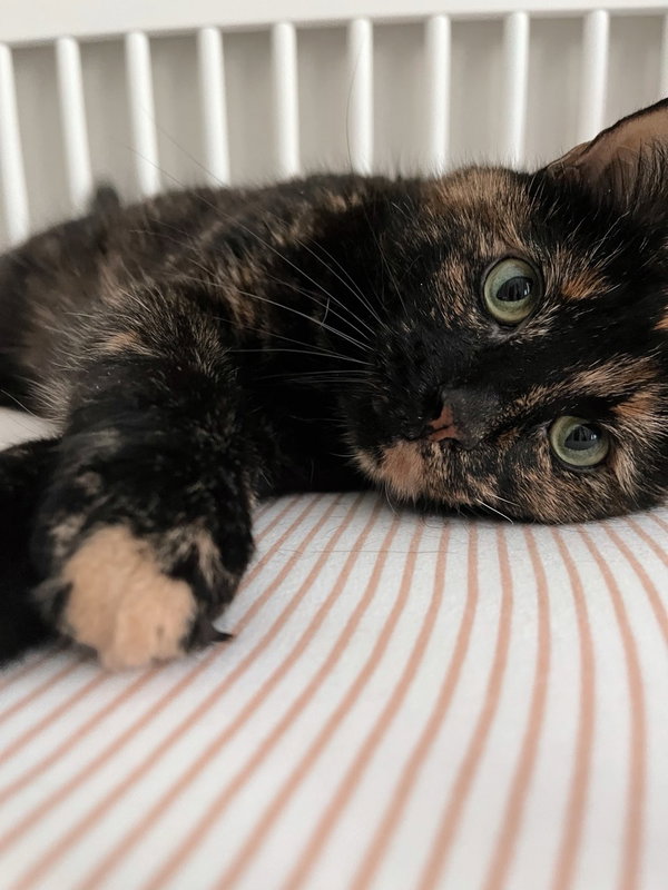 Jubilee- Foster Needed
