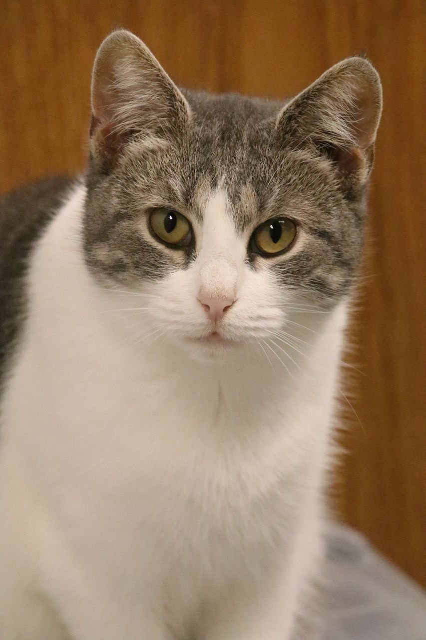 adoptable Cat in Springfield, VA named Pipsqueak
