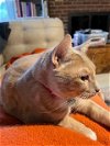 adoptable Cat in herndon, VA named Mal (Malcolm)