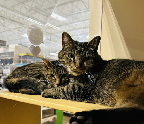 Martin Gore and Dave Gahan *BONDED*, a cat for adoption from Fancy Cats Rescue Team