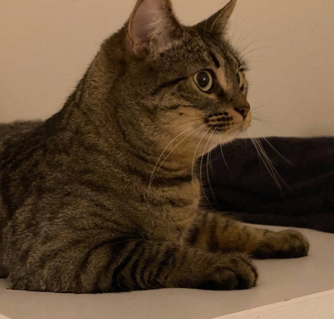 adoptable Cat in Springfield, VA named Kali