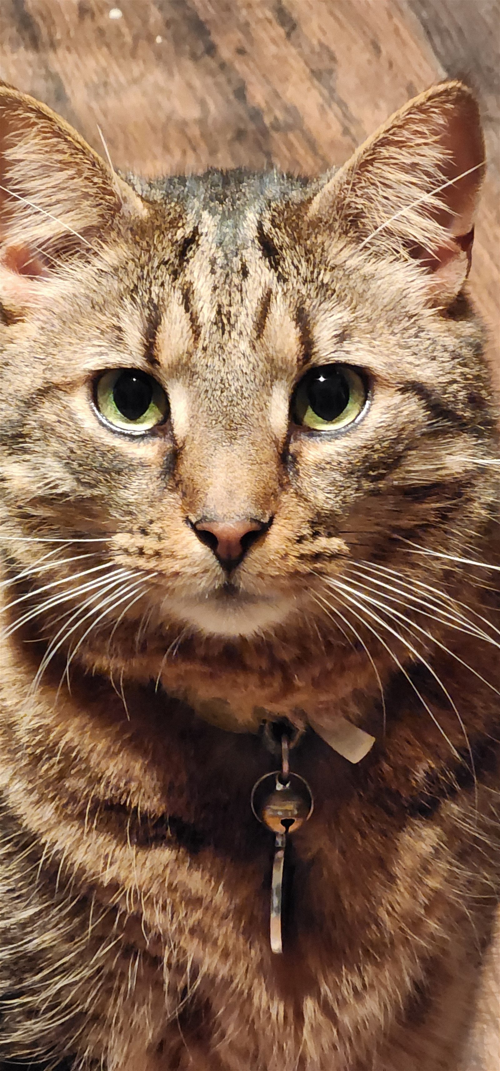 adoptable Cat in Herndon, VA named Beckett (DECLAW)