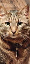adoptable Cat in herndon, VA named Beckett (DECLAW)