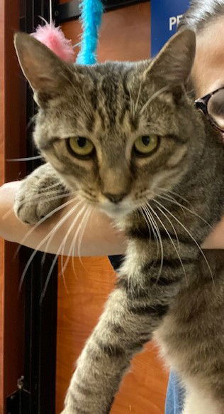 adoptable Cat in Herndon, VA named Elroy aka Cola