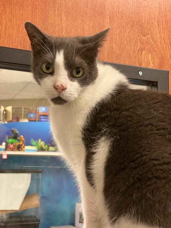 adoptable Cat in Springfield, VA named Charlie - FEE SPONSORED