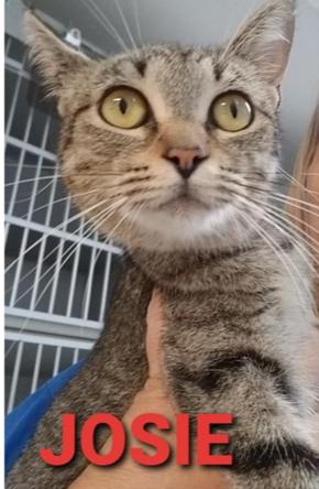 adoptable Cat in Herndon, VA named Josie