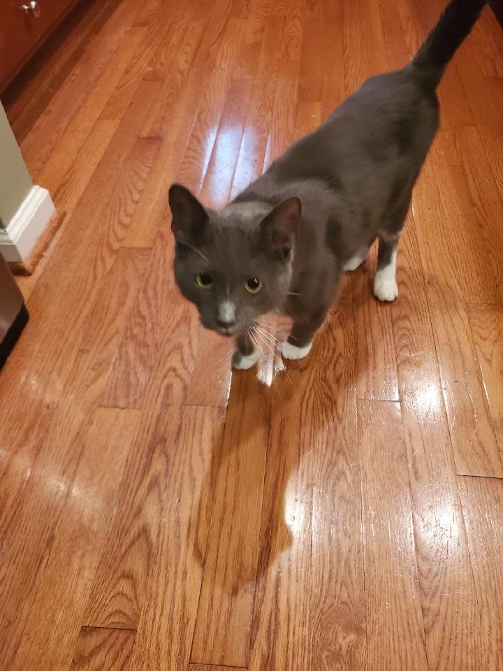 adoptable Cat in Springfield, VA named Benson
