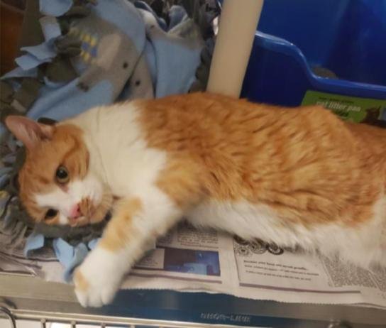 adoptable Cat in Springfield, VA named Charlotte FEE SPONSORED