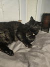 adoptable Cat in  named Oona (aka Sweety) (& Navarre) bonded