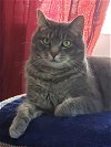 adoptable Cat in herndon, VA named Avena