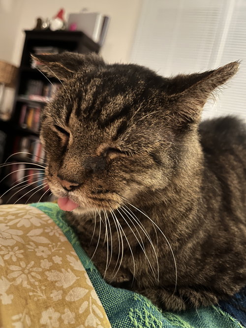 RC, a cat for adoption from Fancy Cats Rescue Team