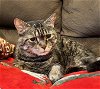 adoptable Cat in herndon, VA named Kylie