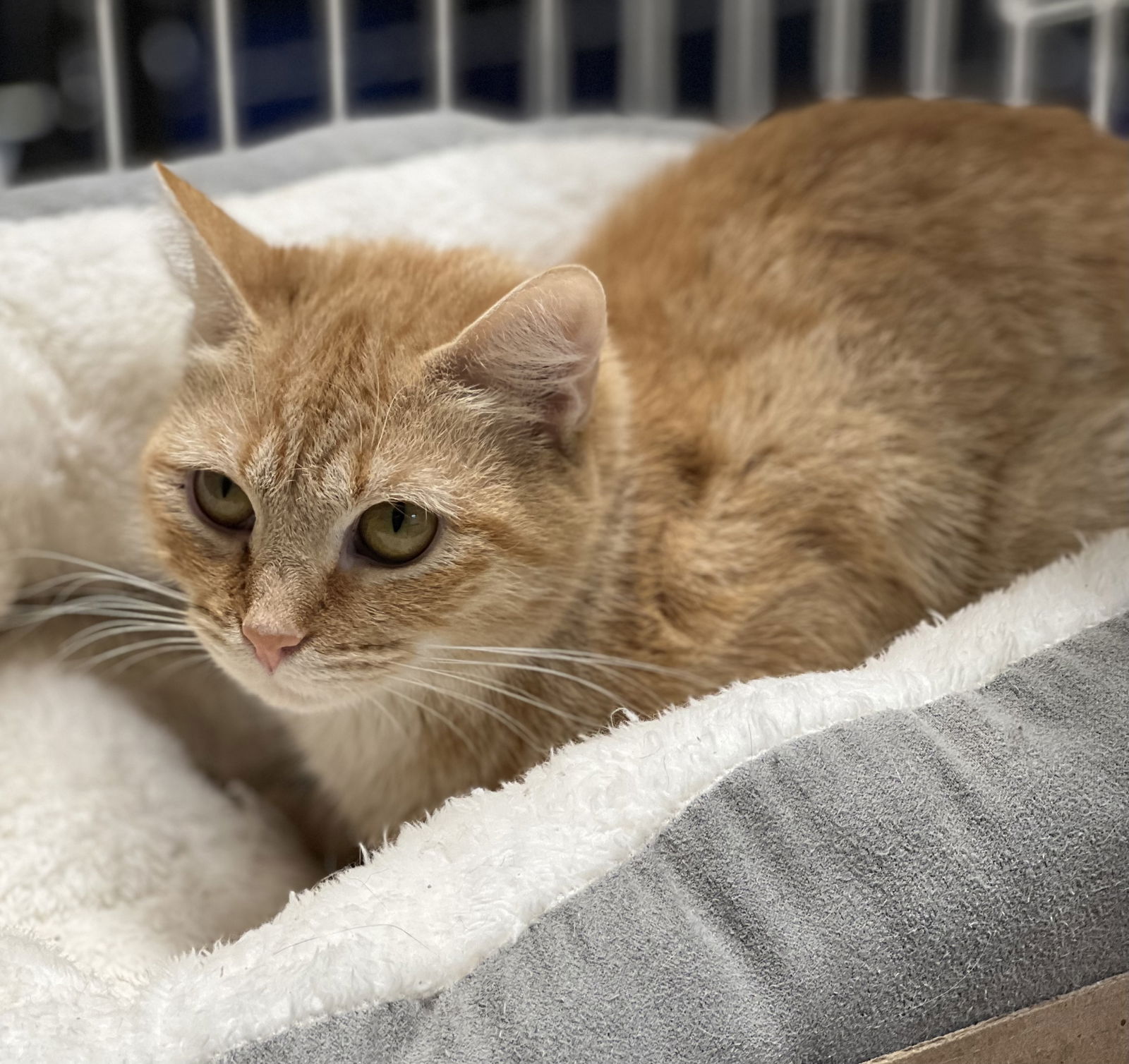 Cats For Adoption In Southern Gateway, Virginia | Alpha Paw