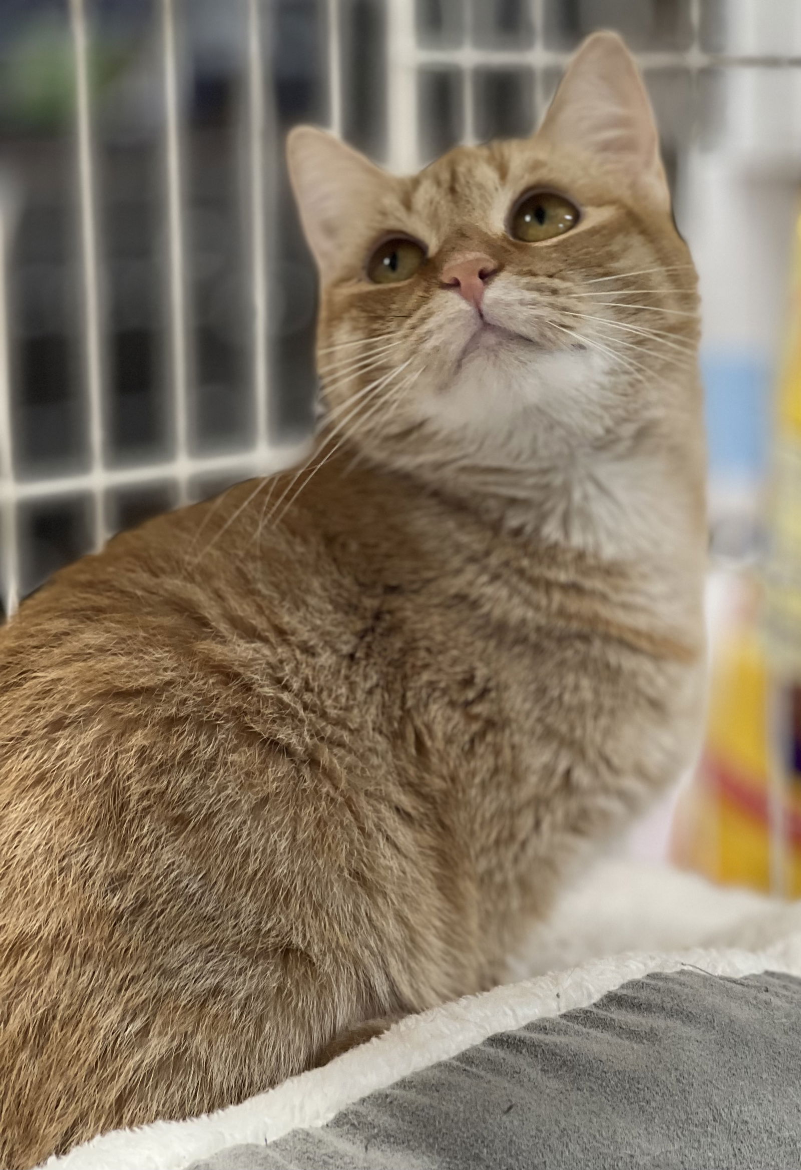 Cats For Adoption In Southern Gateway, Virginia | Alpha Paw