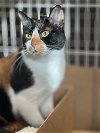 adoptable Cat in herndon, VA named Angelina - BARN CAT