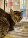 adoptable Cat in herndon, VA named Yana