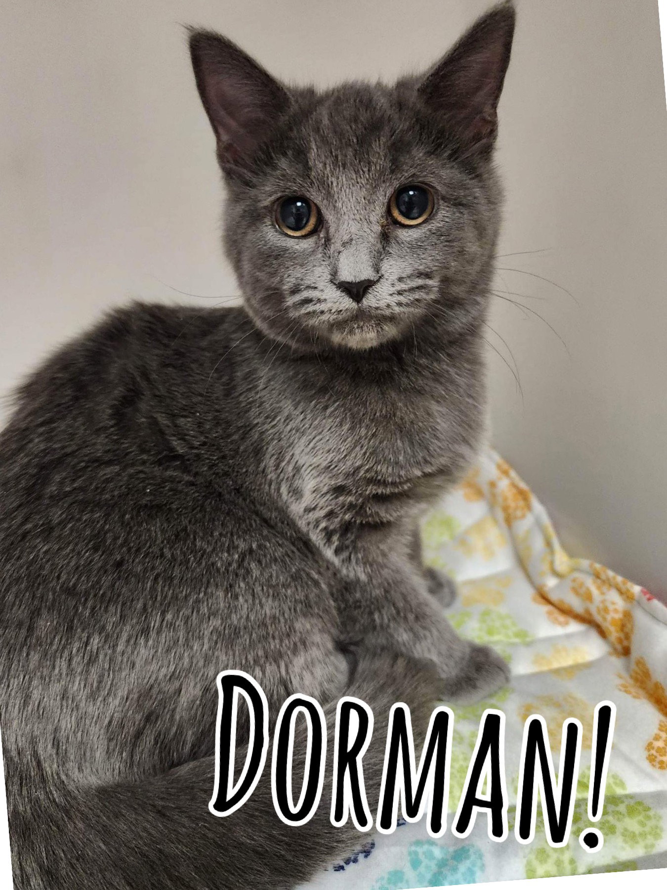 Cat adoption in Herndon, VA Russian Blue / Domestic Short Hair / Mixed